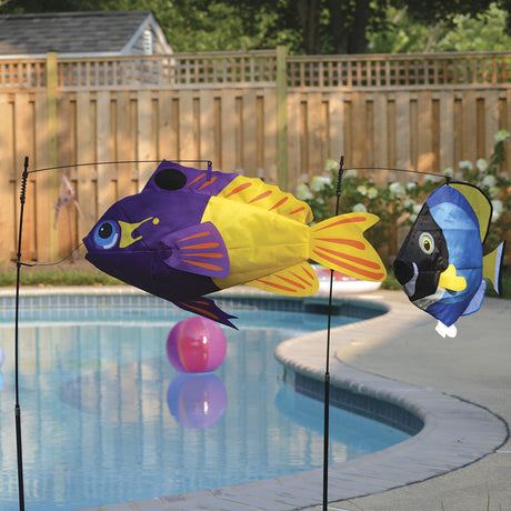 Swimming Fish - Fairy Basslet