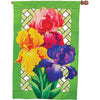 Elite Oversized Lattice Flag - Bearded Iris