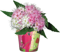 Flower Pot Cover - Cardinal Chorus