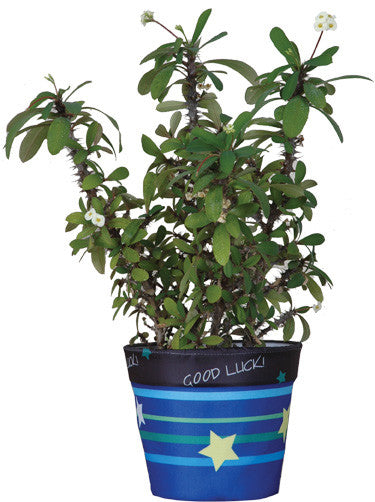 Flower Pot Cover - Good Luck