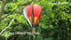 16 in. Hot Air Balloon - Red Vintage