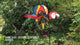 Whirly Wing Spinner - Macaw