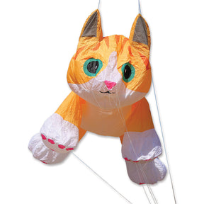 16 ft. Ginger Tabby Kitten
