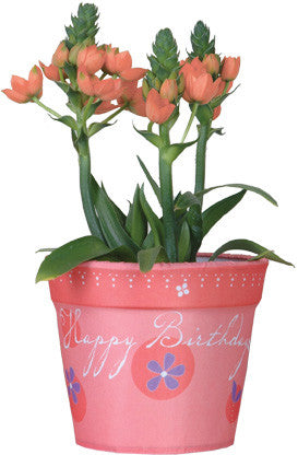 Flower Pot Cover - Happy Birthday